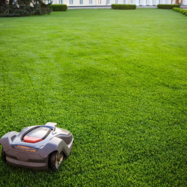 automatic lawnmower robot mower on grass, lawn. view of the large mowed lawn. copy space.
