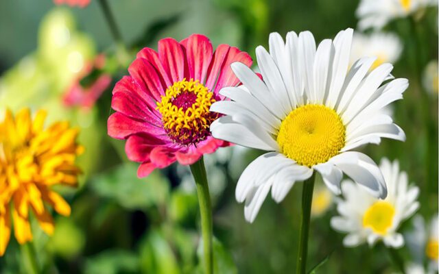 Blomsterblanding billede